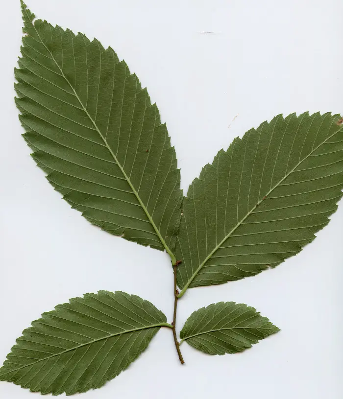 Branch with alternate leaves